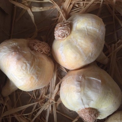 Artificial Garlic