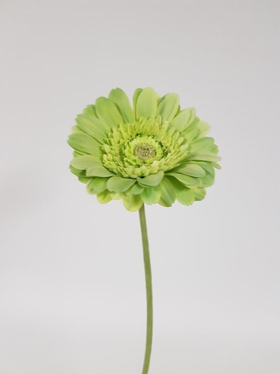 Artificial Gerbera Garvinea Green 56cm