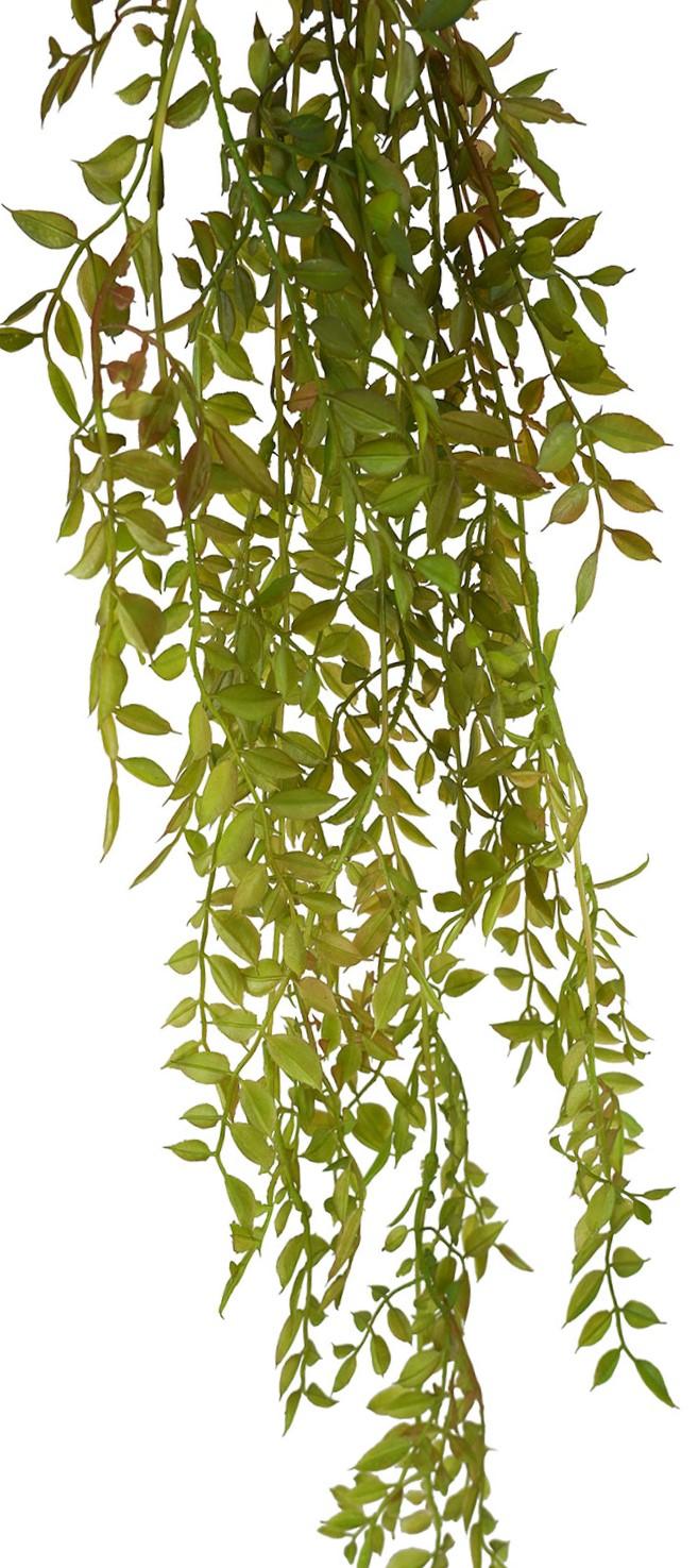 Ruscus Hanging Foliage Green Brown 90cm