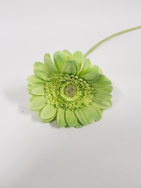 Artificial Gerbera Garvinea Green 56cm - Image 3