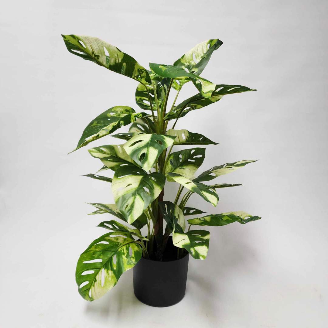 Variegated Split Philo Plant 70cm
