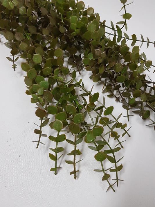 Creeping Wire Vine 80cm Green/Brown - Image 2